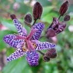 цвете tricyrtis