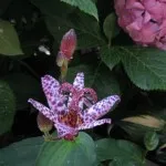 цвете tricyrtis