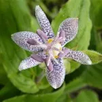 virág tricyrtis