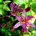 virág tricyrtis