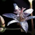 цвете tricyrtis