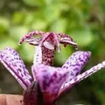 virág tricyrtis