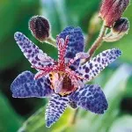 цвете tricyrtis