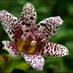 цвете tricyrtis