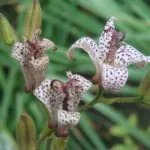 цвете tricyrtis