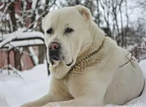 Credneaziatskaya Shepherd Dog (Alabai) - caracteristica rasei