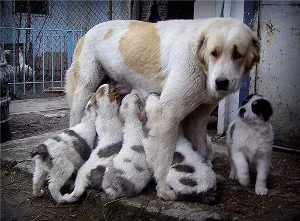 Credneaziatskaya Shepherd Dog (Alabai) - caracteristica rasei