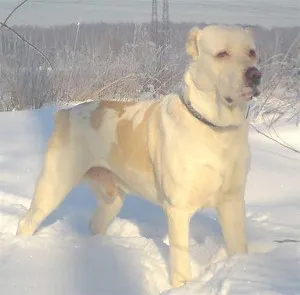 Credneaziatskaya Shepherd Dog (Alabai) - caracteristica rasei