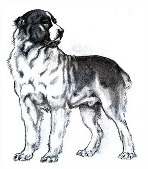 Credneaziatskaya Shepherd Dog (Alabai) - caracteristica rasei