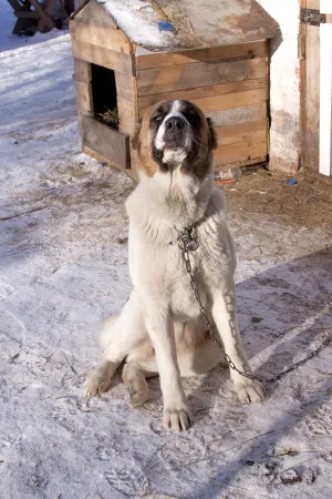 Credneaziatskaya Shepherd Dog (Alabai) - caracteristica rasei