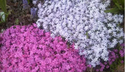 Flori perene brumărele plantare și îngrijire foto