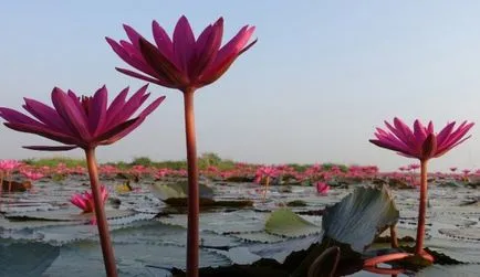 Virág Thaiföld - név, leírás és fotó