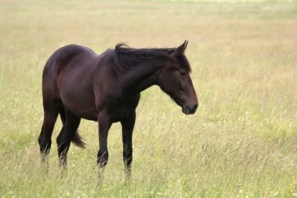 Milyen hosszú az átlagos ló súlya, hogyan kell meghatározni a súlyt súllyal