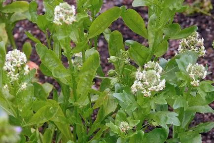 Reseda parfumat de flori - decantor parfumat gradina ta de flori, o cabana în mediul rural