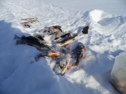 Snowmobile Dingo Irbis (Dingo zăpadă leopard) T125 sau „câine în nord“, excursii de pescuit, taxa de pescuit,