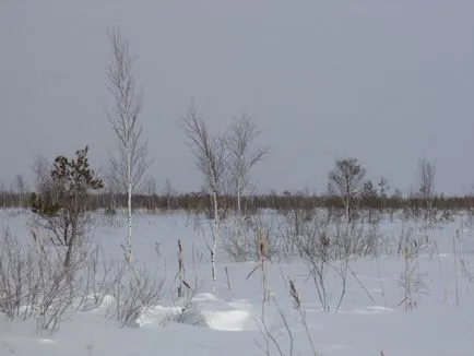 Snowmobile Dingo Irbis (Dingo zăpadă leopard) T125 sau „câine în nord“, excursii de pescuit, taxa de pescuit,