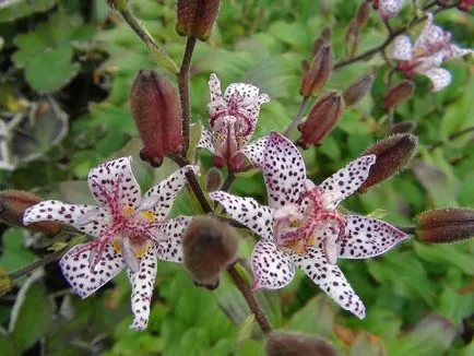 virág tricyrtis