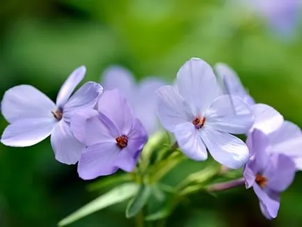 Flori perene brumărele plantare și îngrijire foto