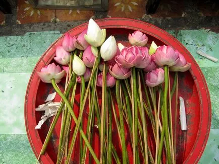 Flori Thailanda splendoare uimitoare - Biblioteca turistică