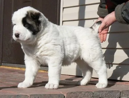 Credneaziatskaya Shepherd Dog (Alabai) - caracteristica rasei