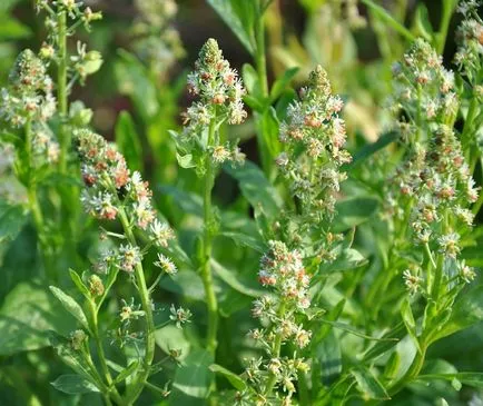 Reseda parfumat de flori - decantor parfumat gradina ta de flori, o cabana în mediul rural