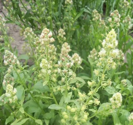 Reseda parfumat de flori - decantor parfumat gradina ta de flori, o cabana în mediul rural