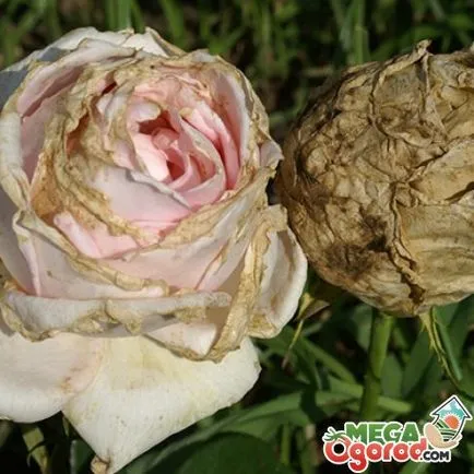 Virágok rózsák - tippeket gondoskodó öntözés, műtrágyázás, metszés, készül a téli, járványvédelmi és