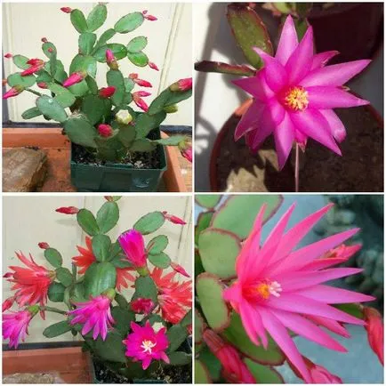 Rhipsalidopsis floare fotografie, cultivare și de îngrijire la domiciliu
