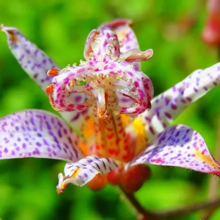 virág tricyrtis