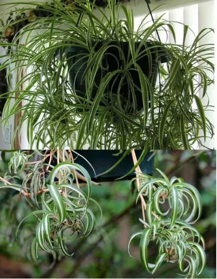 Цвете Chlorophytum гребенест снимки и грижи в къщи