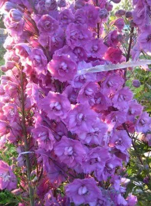 Delphiniums - магически цветя в градината си - декоративни цветя и храсти