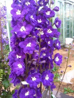 Delphiniums - магически цветя в градината си - декоративни цветя и храсти