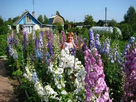 Delphiniums - магически цветя в градината си - декоративни цветя и храсти