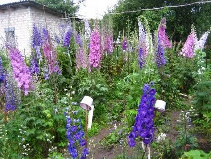 Delphiniums - магически цветя в градината си - декоративни цветя и храсти