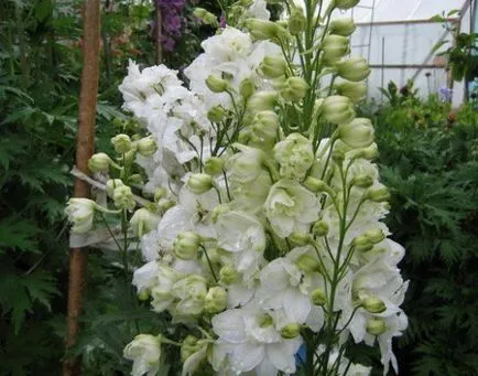 Delphiniums - магически цветя в градината си - декоративни цветя и храсти