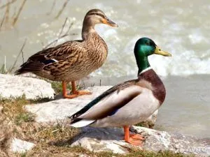 Mallards la domiciliu - cum să rasa