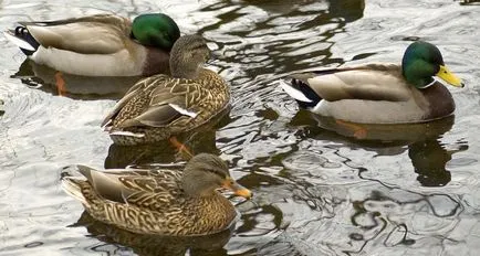 Mallards la domiciliu - cum să rasa