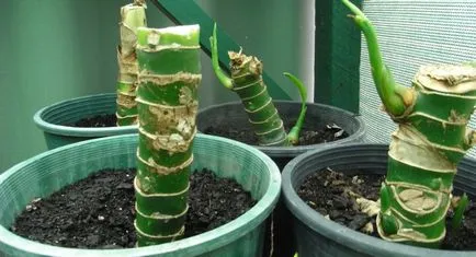 de îngrijire la domiciliu Dieffenbachia, reproducere, peresedka