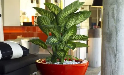 Dieffenbachia otthoni gondozást, tenyésztés, peresedka