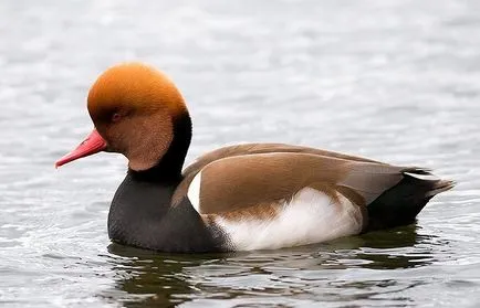 Mallards la domiciliu - cum să rasa