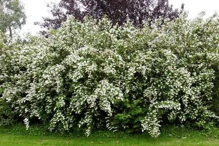 plantare Deutz și de îngrijire în câmp deschis, fotografie