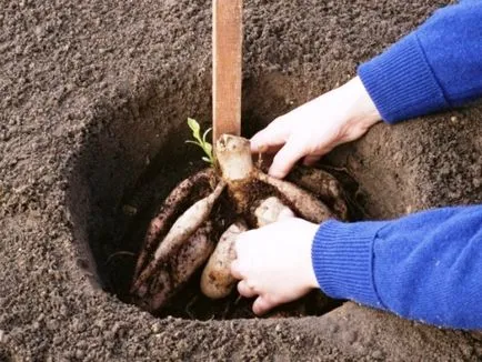 plantare Deutz, cultivare, îngrijire, fotografie, alege o aterizare