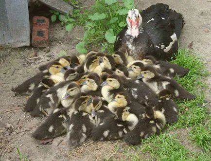 Mallards la domiciliu - cum să rasa