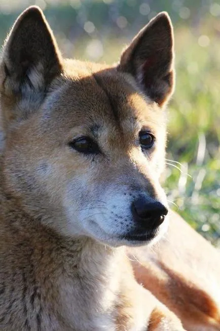 Wild fotografie câine