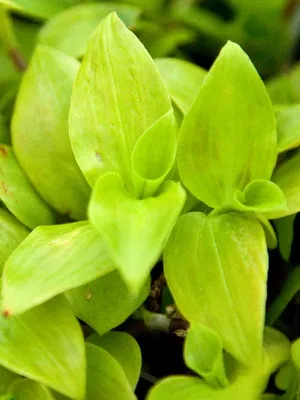 Főoldal virág Tradescantia szoba fotók, típusainak leírása és ápolási otthon