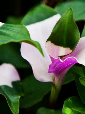 Főoldal virág Tradescantia szoba fotók, típusainak leírása és ápolási otthon