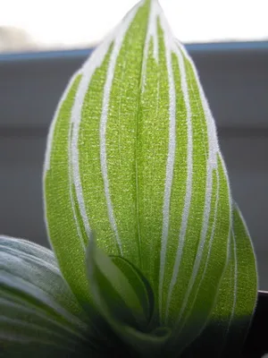 Főoldal virág Tradescantia szoba fotók, típusainak leírása és ápolási otthon