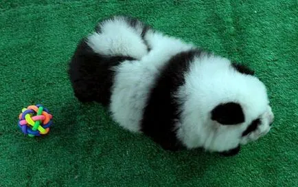 Acasă Panda direct din China