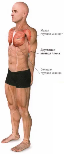 Biceps - biceps (durere în biceps, în fața umărului)