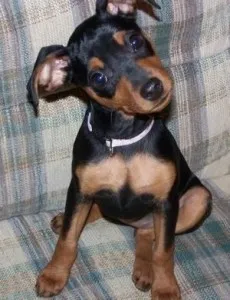 Pinscher de formare, lume pentru animale de companie câine, pisici, cai, etc.